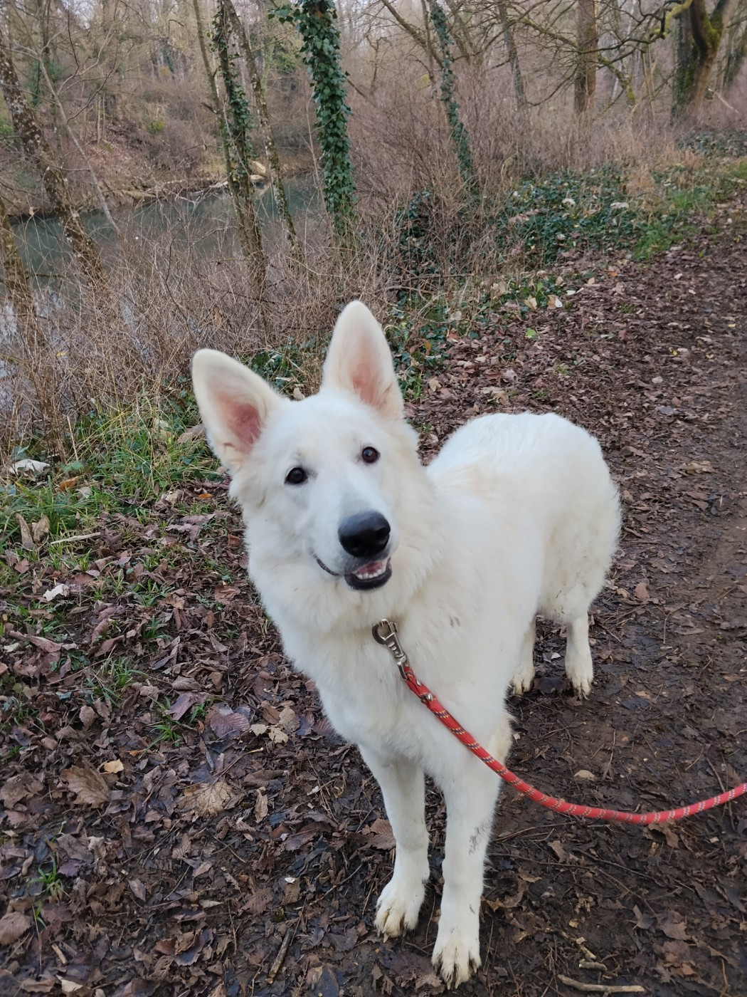 Arya des Cerberes de Gaïa