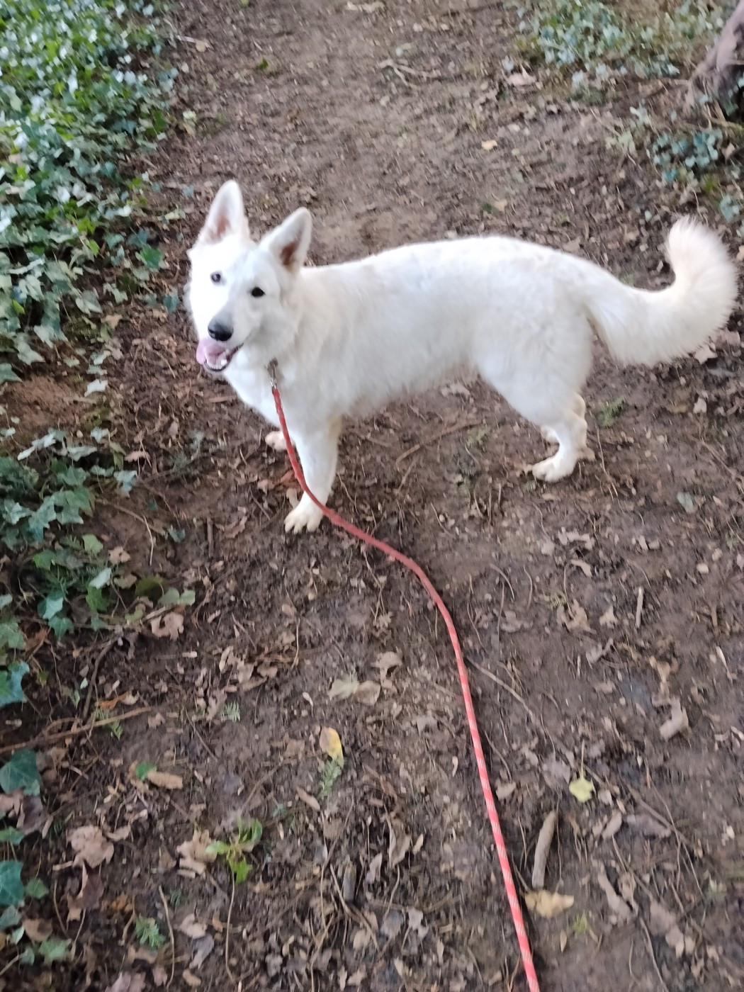 Asha Rubis Des Neiges