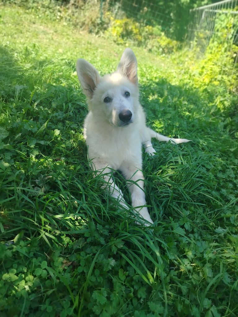 Arya des Cerberes de Gaïa