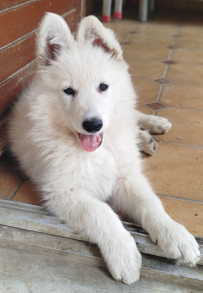 Asha Rubis Des Neiges