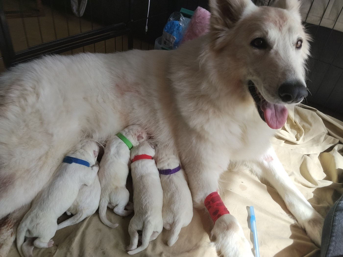 Chiot Berger Blanc Suisse Rubis Des Neiges