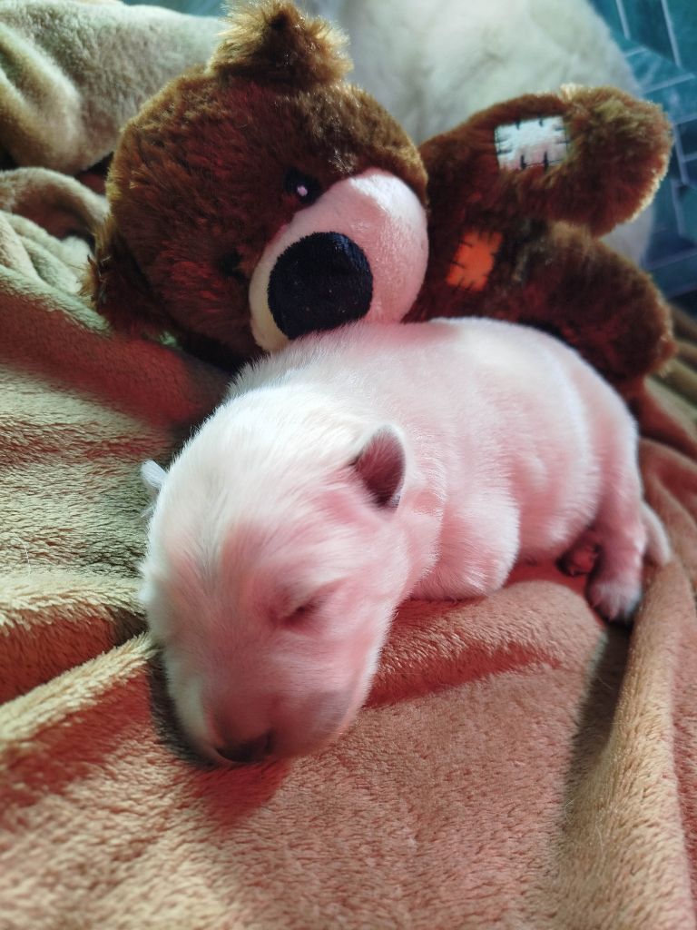 Rubis Des Neiges - Berger Blanc Suisse - Portée née le 21/03/2025
