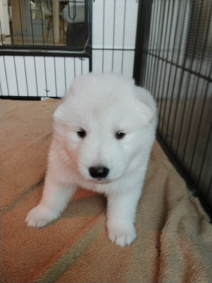CHIOT 5