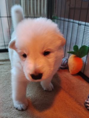 CHIOT 3