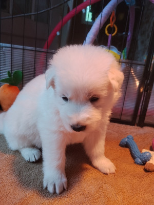 CHIOT 4